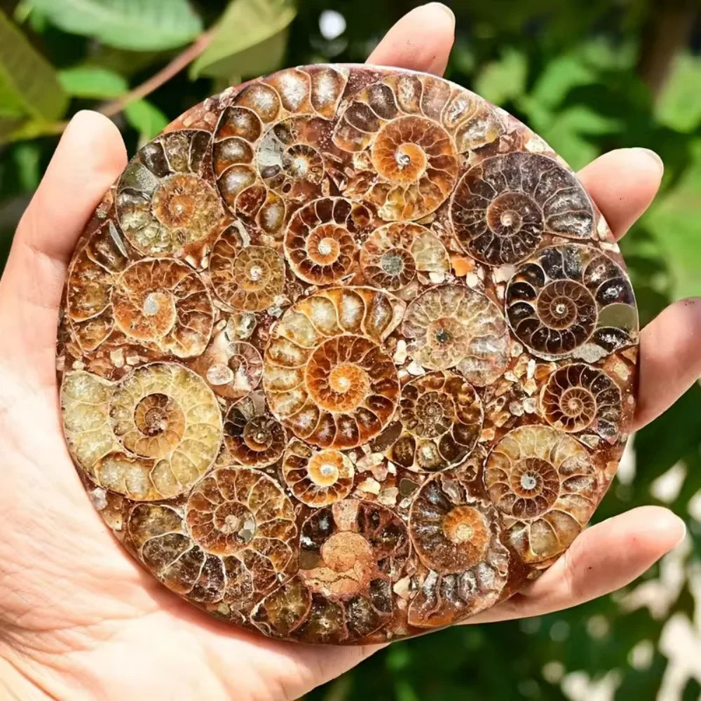 11-12cm Big Size Plate Natural Ammonite Fossil Round Shape Placemats Conch Slice Carving Crystal for Office Desk Decoration