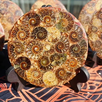 11-12cm Big Size Plate Natural Ammonite Fossil Round Shape Placemats Conch Slice Carving Crystal for Office Desk Decoration